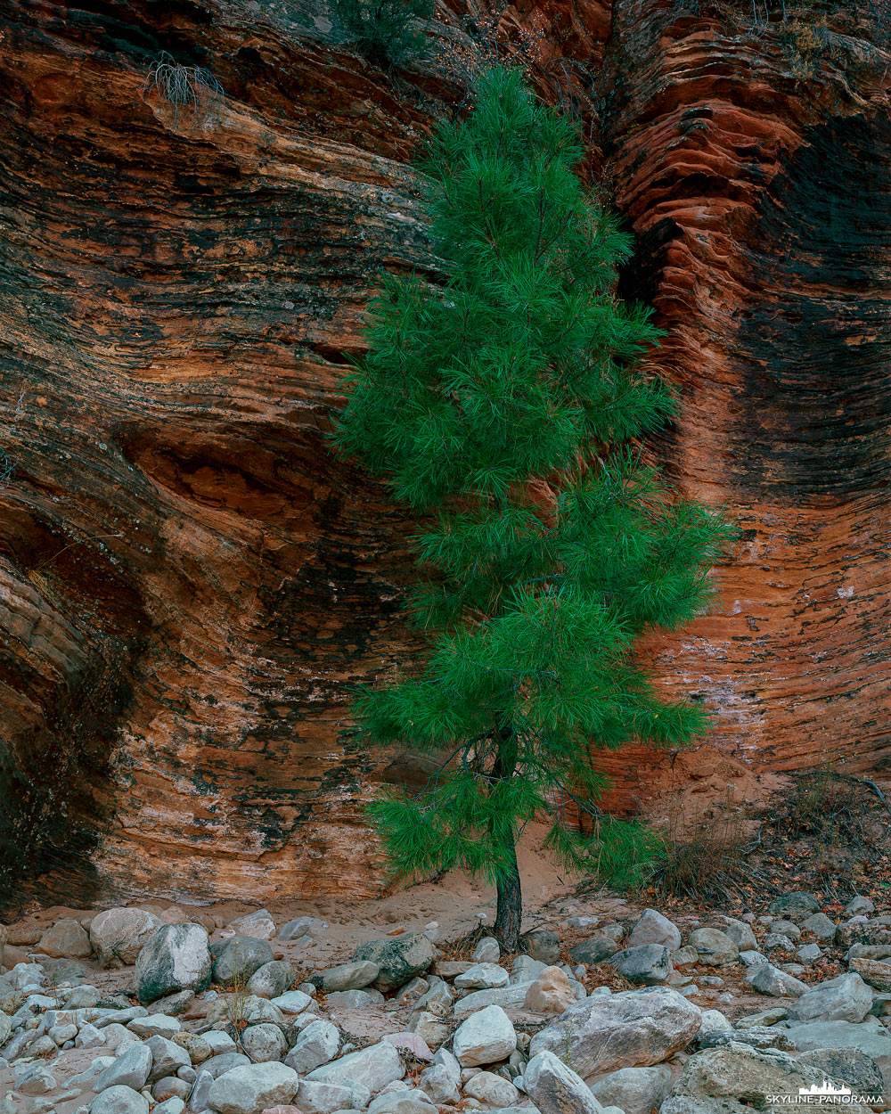 Zion Nationalpark - Kiefer vor Sandsteinwand (gf_0029)